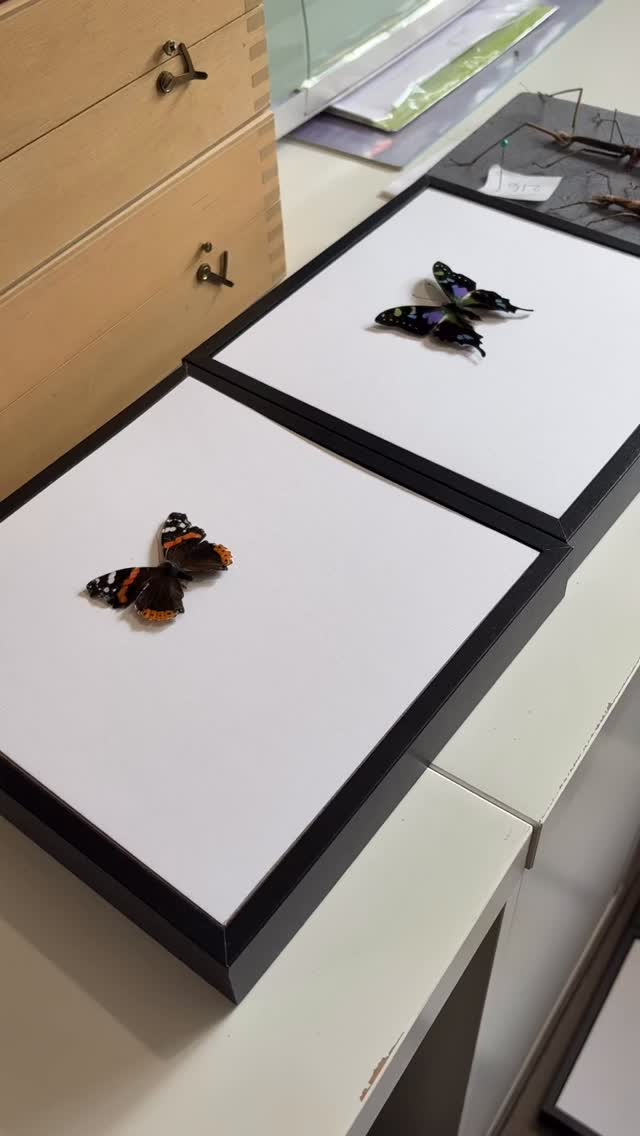 Today’s frames 😍🥰
We will be in Peterborough (Bushfield Leisure Centre) this Sunday for @invertshowsofficial event
#framedbutterfly #taxidermybutterfly #InsectPreservation #InsectTaxidermy #NatureArt #naturalhistory #entomologyart #entomologyforsale #taxidermy #vulturecultureart