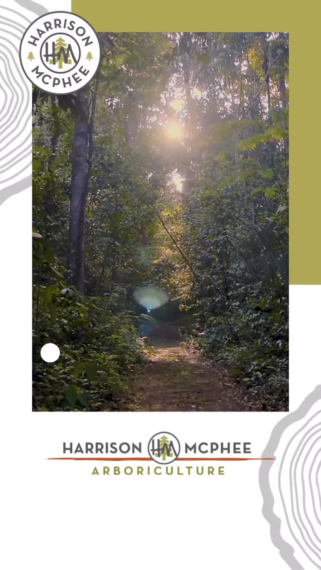 Walk with Scott as he talks about parasitic plants!
*
*
*
*
*
#nextgenarborist #lovemyjob🌳 #outdoorlivingspaces #forestbathing🌲 #forestbathing #arborists #arborist #arboristlife #outdoorcareers #treepreservation #treepreservationforthenextgeneration #outdoorliving #ilovenaturewalks #industrialathlete #industrialathletes #treepruning #landscapinglife #planthealthcare #planthealthcarespecialist #treecareprofessional #treecareprofessionals #massachusettsarboriculture #backyardliving #plantatree #urbanforest #urbanforester #pruningseason #treecarespecialist #treecareindustry #brooklinetrees