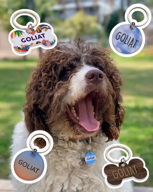 El destino de Goliat está en tus manos ✨ ¿Nos ayudas a elegir su nueva plaquita? 🧡 Vota aquí 👇🏻