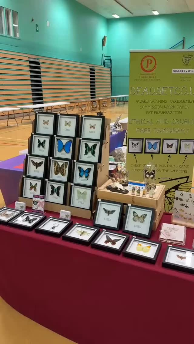All set up for Peterborough @invertshowsofficial at Bushfield Leisure Centre. Open 11am - 3:30/4pm today (Sunday 14th September)
#naturalhistory #entomologyart #entomologyforsale #entomology #taxidermy #taxidermyforsale #natureart #vultureculture #framedbutterfly
