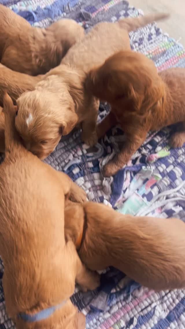 Tiny legs, huge curiosity—our little adventurers are on the move!
.
.
.
#IrishDogs #PuppyLove #DogsofIreland #InstaPups #PuppyAdventures #DogLifeIreland #CutePuppies #DogLoversIreland #PuppySquad #WobblyPuppies #FurryFriends #IrishPetLife #PuppyCuteness #DogsOfInsta #PawsAndPlay