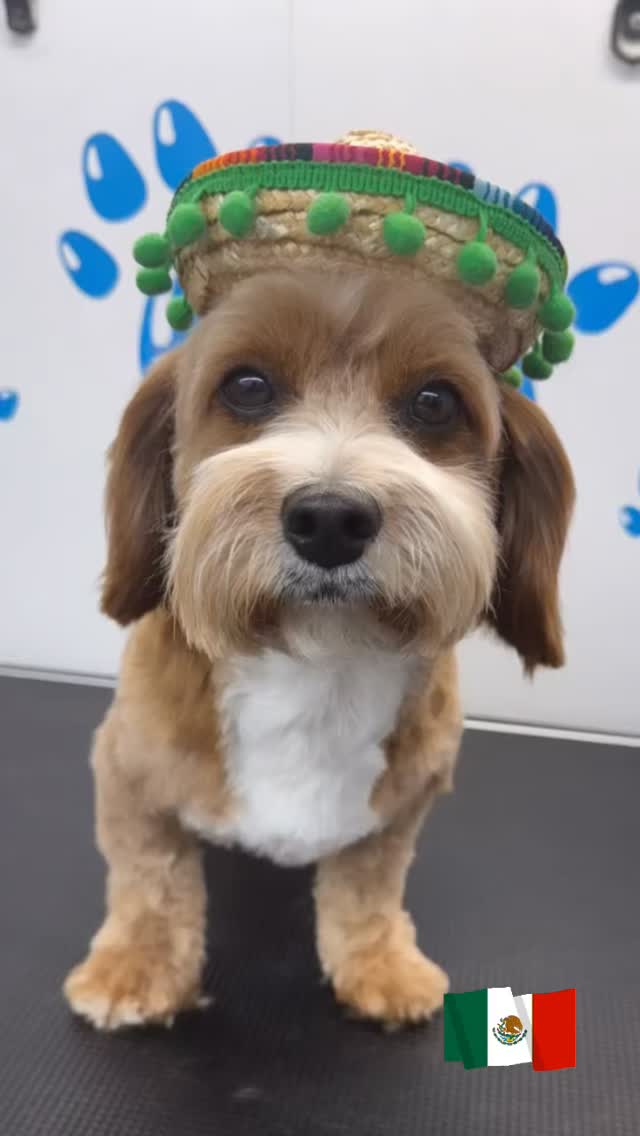 Happy Mexican Independence Day!! ๐ฒ๐ฝ๐พ
#818valley #lovedogs #doggrooming #sanfernandovalleydogs #fluffypawsgrooming #cutedogs #grooming #sanfernandovalley #womeninbusiness #818 #mobiledoggrooming ๐๐คโค๏ธ