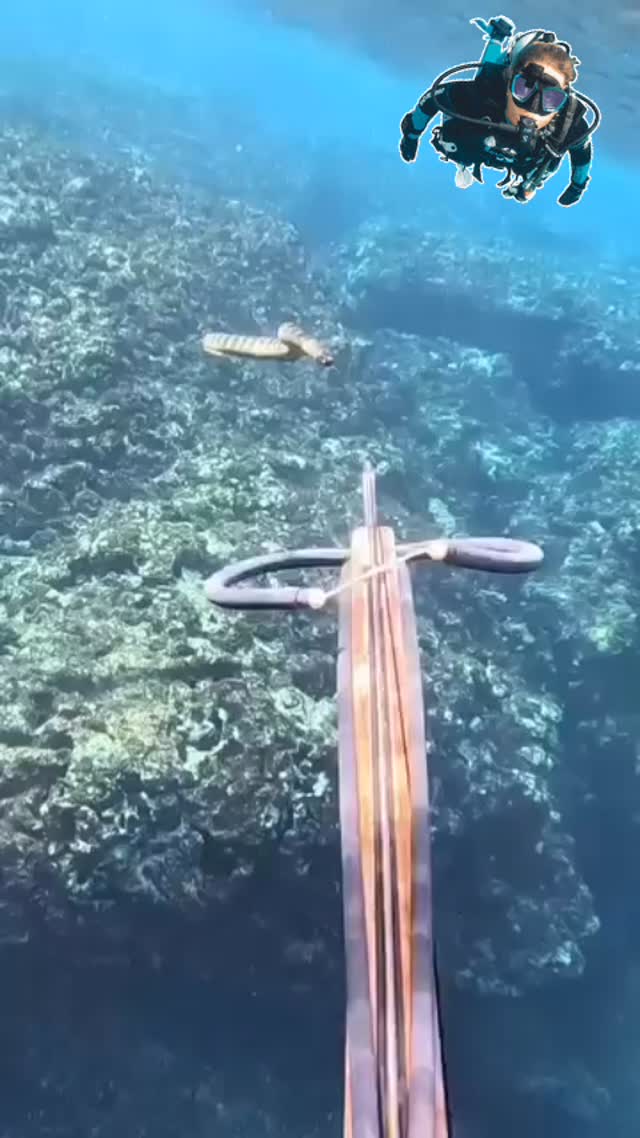 Y asi conoces a una se las serpientes mas venenosas del mundo !!! #snake #sea #snorkel #scuba