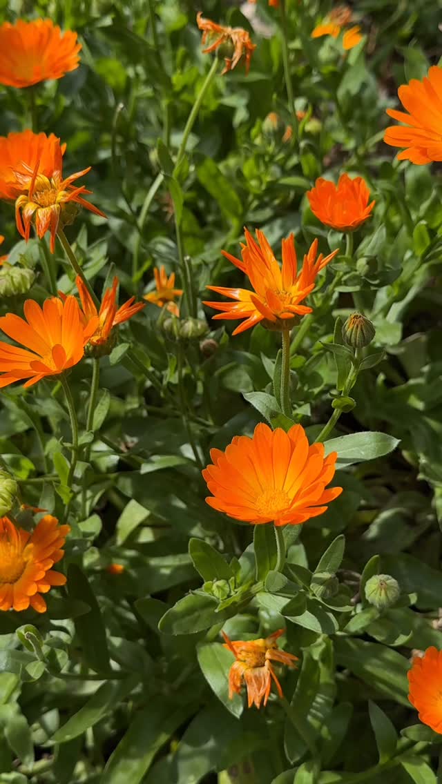 🌼 DIY Ringelblumensalbe — Schritt für Schritt 🌼
1. 150 ml Bio-Kokosöl ins Wasserbad geben und erwärmen (nicht kochen!).
2. 40 g frische oder 20 g getrocknete Ringelblumenblüten dazugeben. 30 Minuten bei niedriger Hitze ziehen lassen, zwischendurch umrühren.
3. Durch ein feines Sieb abseihen (Blüten ausdrücken, Öl auffangen).
4. Zurück ins Wasserbad: 8 g Bienenwachs zugeben und schmelzen lassen.
5. Herd aus, 6 Tropfen ätherisches Öl (z.B. Rose oder Zitrone) unterrühren.
6. Heiße Salbe in Schraubverschluss-Döschen füllen und abkühlen lassen.
✨ Wofür gut?
• Unterstützt die Hautregeneration und pflegt trockene, raue Haut.
• Beruhigt kleine Schürfwunden, Risse und Irritationen.
• Toll für Hände, Lippen oder als beruhigende Pflege nach Sonne/Insektenstichen.
⚠️ Hinweis: Ringelblumen gehören zu den Korbblütlern. Wer weiß, dass er darauf allergisch reagiert, sollte Kosmetika mit ihren Essenzen lieber meiden!
👉 Speichere dir das Rezept ab und probier’s aus.
#DIYkosmetik #ringelblume #naturpflege #ringelblumensalbe #skincarediy #frauengesundheit #heilpflanzen #ringelblumenblüten #natürlichleben