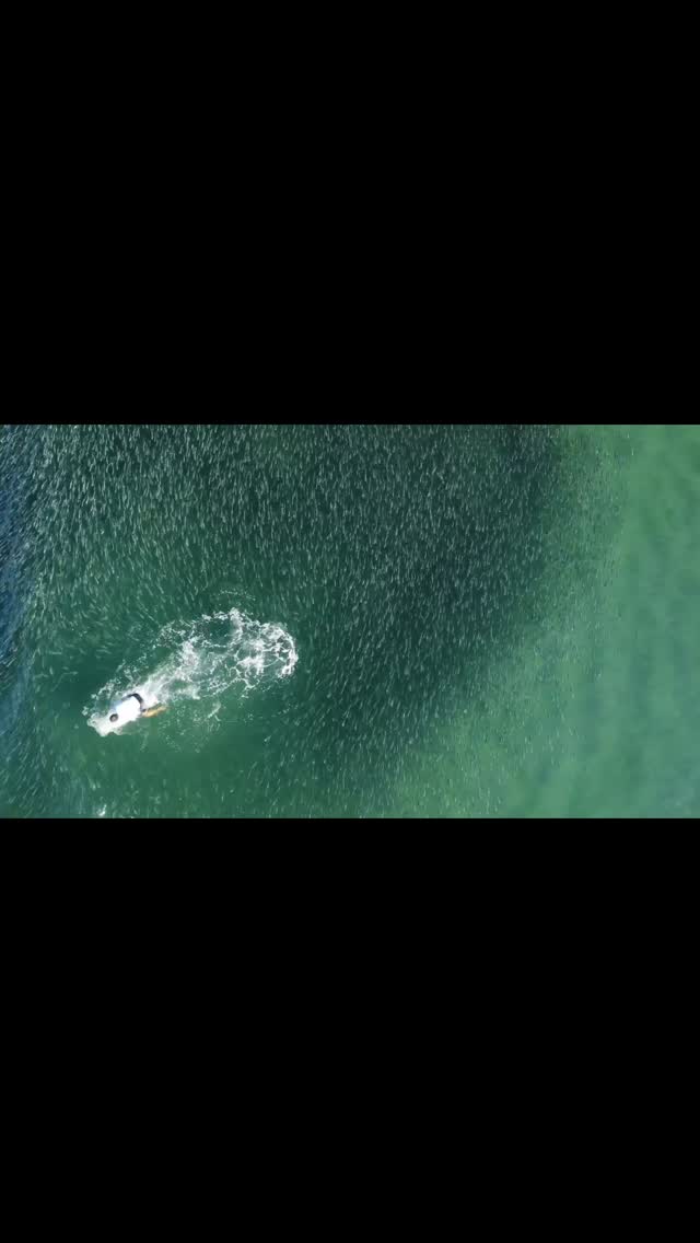 A #surfer surrounded by a #school of #baitfish. The hands and feet can appear similar to the #fish, and #sharks feeding on the #mullet could bite the #human by mistake, or miss their target fish and end up biting the person. Enjoy #surfing and other #watersports but stay #safe and keep clear of these large #aggregations. #marinebiology #shark #blacktip @colganfoundation