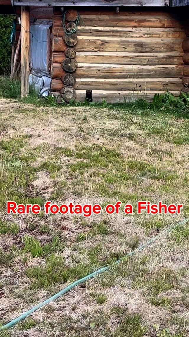 We hadn’t been up to camp in awhile so this fisher had moved in with her young. Here I’m sure she is trying to lure us away from them. We didn’t bother her but when we moved in she moved the family out that night.