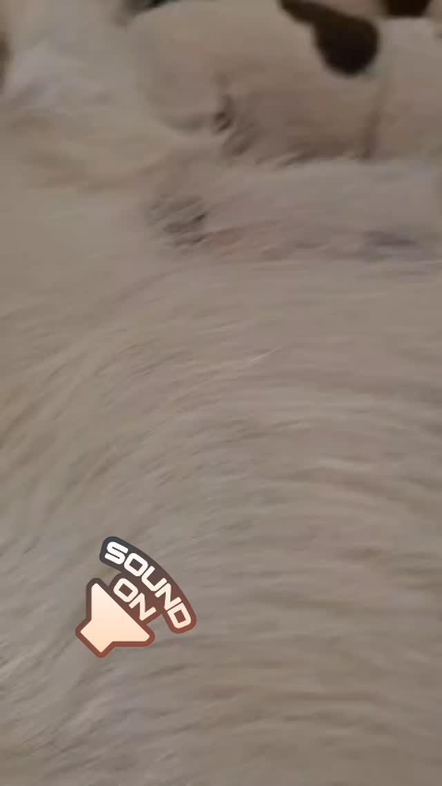 Sound on for puppy dream noises 🥹🥹🐶
#puppydreams #socute #puppynoises #puppylove #puppy #instapuppy #jackrussellterrier #jrt #doglife #jackcambjrt #jrtpuppy #cute