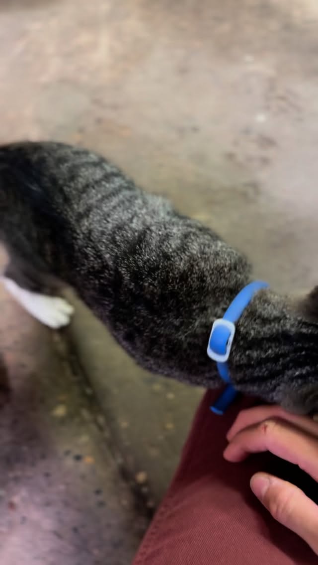 This is James. He was found sleeping on the mechanic’s tire a few months ago. James abruptly became the shop cat. Delaying work by being irresistibly cute is his forté. I wish every job site had a little James.