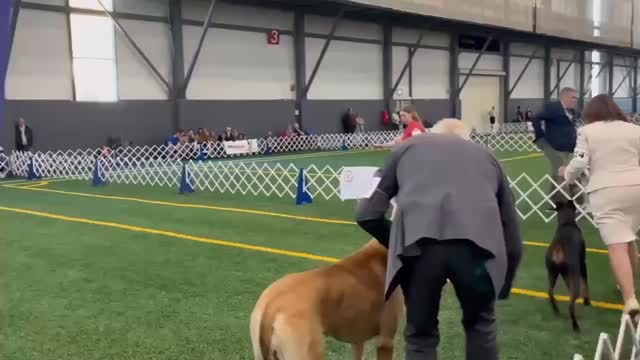 ๐Ainsley๐ on her way to making the cut in a large working group and winning Best Puppy in Group!
โโ
๐ง teracorrigan@gmail.com
๐ (613) 492-0110
๐ www.integritykennels.ca
โโ
#integritykennels #integritymalamutes #integritybouviers #alaskanmalamute #alaskanmalamutes #malamute #alaskanmalamutepuppy #malamutepuppies #bouvierdesflandres #bouvier #bouviers #bouvierdesflandrespuppy #bouvierpuppies
#americankennelclub #canadiankennelclub #registeredpuppies #ethicalbreeder #conformationdogshows
