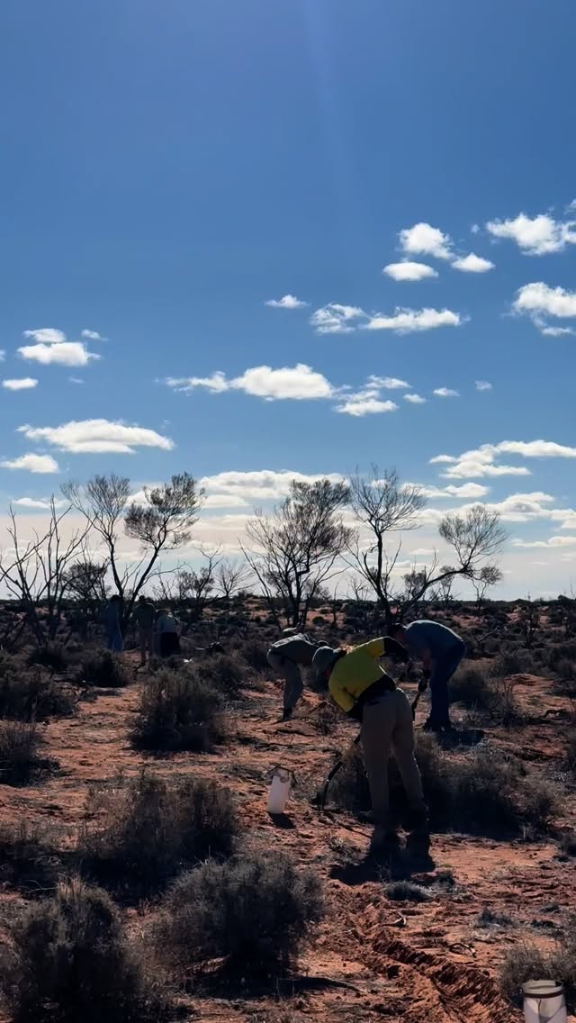 🤠In August, several of our rangers across the state journeyed north to Nilpena-Ediacara National Park in the Flinders Ranges for a Ranger Development Camp. Lead by the Flinders & Outback Regional Ecologist, Rob Brandle, the group carried out the first ever biological survey on the park, in the hopes to get a better understanding of what critters (big and small) inhabit the landscape.
🤓 By calling on some experts as team leaders, the group carried out pitfall surveys for small mammals and reptiles, bird surveys and vegetation surveys.
🦎With cooler night time temperatures, very few mammals were captured along the pit lines, however the day time temperatures made it perfect for some reptile action with 17 species recorded!
🪶 For the birds, there were 1,222 records of 69 different species.
🦇 To make up for the low terrestrial small mammal numbers, 7 bat species were recorded.
🍃 As for the plants, it was a very dry year so things were looking pretty crispy out there (only 25mm recorded since January). The most common species were the magestic river red gums, bladder saltbush, low bluebush and black oak.
🤝🏼These ranger development camps are a great opportunity to get practical experience in different aspects of the role, and provide a forum to network with peers. Oh, and they help our regions get some awesome work done!