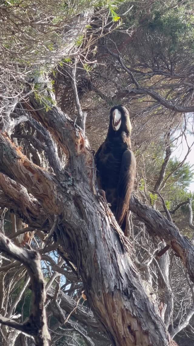 The call of the Yellow-tailed Black-Cockatoo is quite arresting and distinctive. They are commonly seen in this region. #sapphirecoastnsw #visitmerimbula #visitsapphirecoast #sapphirecoastbirds #merimbulawildlife