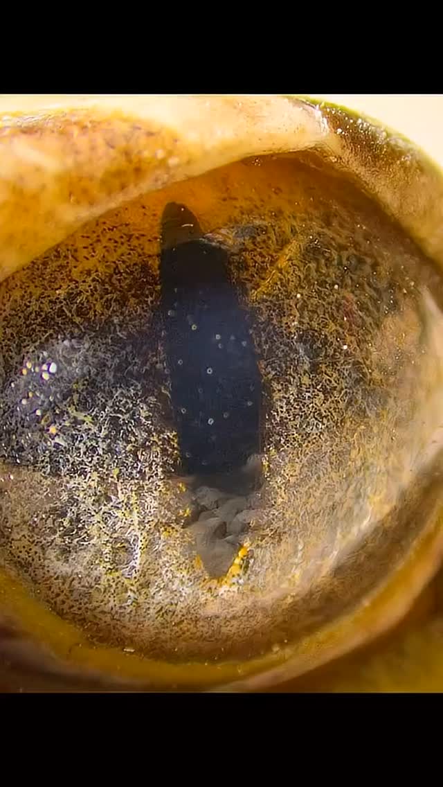 “Sedienta y cargando nueva vida en su interior 💧🐍…
Esta serpiente de cascabel embarazada nos recuerda lo frágil y valiosa que es la naturaleza. Cada gota de agua limpia es esperanza, no solo para nosotros, sino también para quienes comparten este planeta con nosotros.”
#fundacionvivarium #preservandovidas #snake #serpientes #venezuela #cascabel