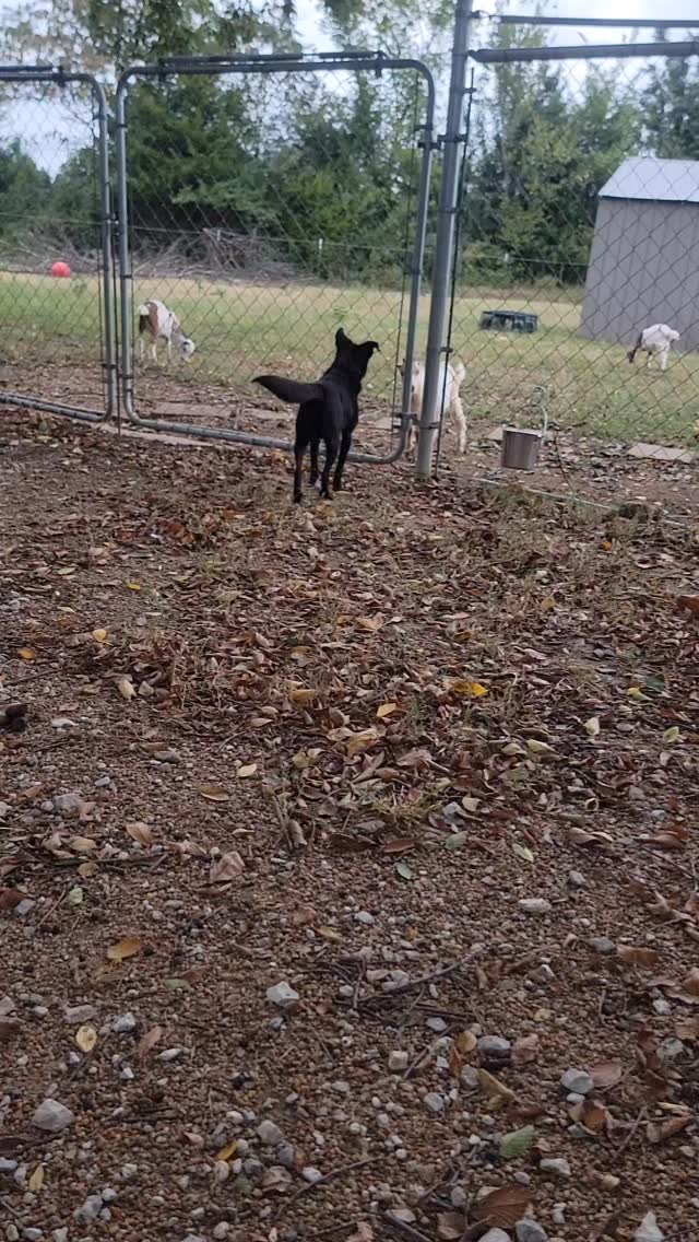 Demitri stares down the buckling