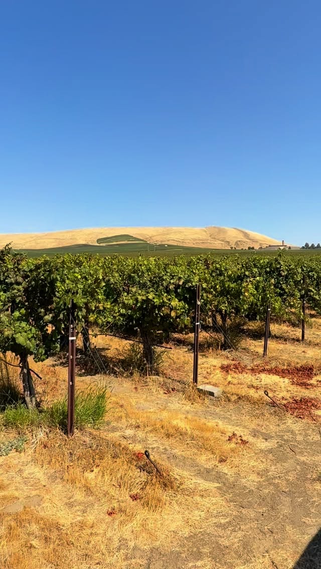 Ever wonder how winemakers decide the perfect time to pick wine grapes? 🍇 Come along with us as we cruise Red Mountain, check in on the vines , and taste grapes. Every stop brings us closer to harvest and closer to the wines we can’t wait to share with you. We are Greg and Shae Frichette and we make the wines (and grape pick calls) at Frichette Winery.
Harvest is happening now through October, and it’s a fantastic time to visit! Book a tour, with us and see the vineyard magic up close.
Reserve your tour today on our site or DM us.
#RedMountainAVA #FrichetteWinery #Harvest2025 #WinemakersLife #FrichetteFan #SmallLotWines #VineToGlass #WashingtonWine #WineTastingExperience #VisitTriCities #WineTour