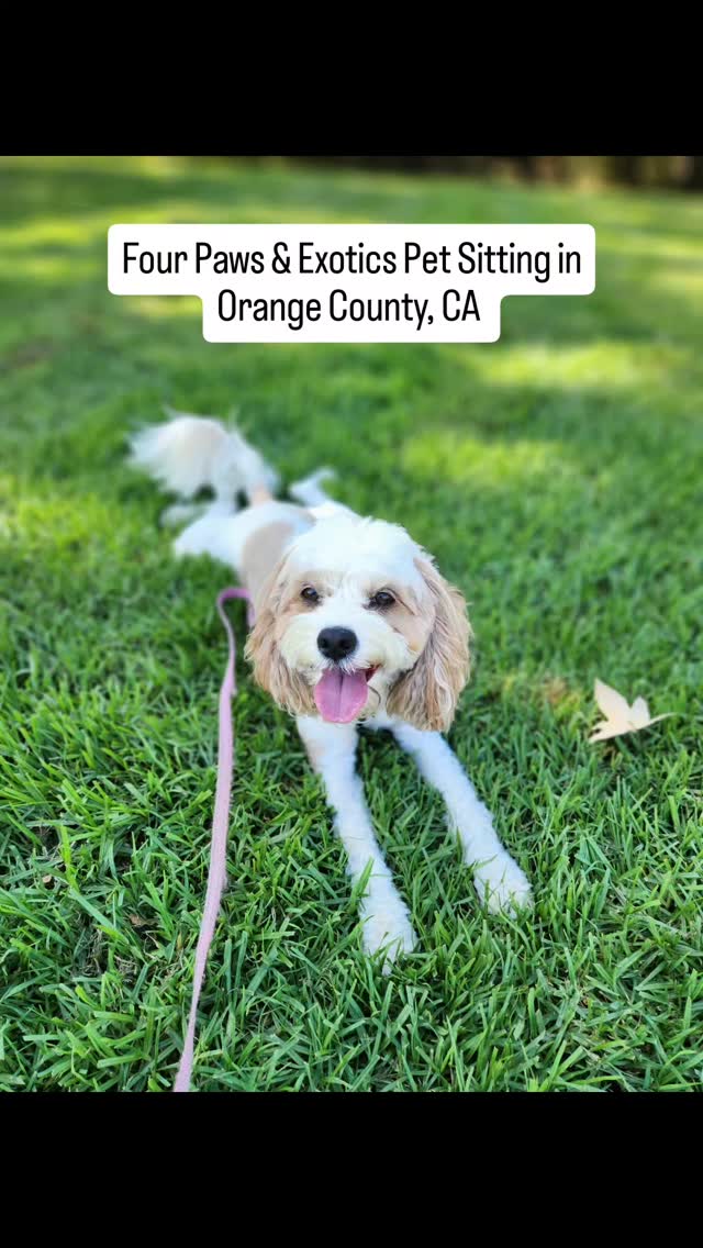 Meet Trinket! Her owner contacted me because they often work long hours and frequently book the 60-minute dog walk. Trinket enjoys going on long walks, and she is very friendly and playful.
If you are interested in booking a dog walking service with me, please visit www.fourpawsandexotics.com.
#dogwalking #petsitting #orangecountydogwalker #orangecountypetsitter