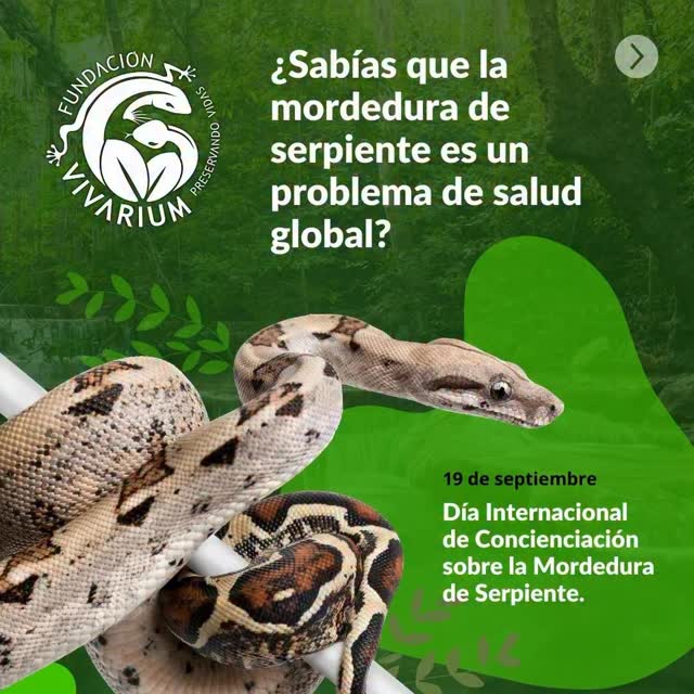 Hoy 19 de septiembre es el Día Internacional de Concienciación sobre la Mordedura de Serpiente. Aunque no lo creas, este es un problema de salud pública global, especialmente en comunidades rurales y empobrecidas, donde el acceso a la atención médica es limitado.
Este día busca visibilizar los riesgos y educar sobre la prevención y el tratamiento para reducir las muertes y discapacidades.
En este carrusel, desmentimos algunos mitos y te damos la información que necesitas saber:
1. El Problema Silencioso:
Las mordeduras de serpientes afectan a millones y causan entre 81,000 y 138,000 muertes al año. Esto es una crisis de salud que a menudo pasa desapercibida.
2. Mitos vs. Realidad:
❌ NO succiones el veneno, cortes la herida ni uses torniquetes.
❌ NO usar brebajes, remedios caseros, orina de venado.
❌ Matar la serpiente no ayuda y puede generar nuevos accidentes.
✅ ¡Estas acciones son peligrosas y pueden empeorar la situación!
3. ¿Qué hacer si te muerde una serpiente?
*1. Mantén la calma: El pánico acelera el ritmo cardíaco.
*2. Inmoviliza la zona: Mantén el área de la mordedura quieta.
*3. Busca ayuda médica: Llama a emergencias o ve a un hospital. El antiveneno es la única cura efectiva.
Ayúdanos a difundir esta información vital. ¡Comparte este post para crear conciencia!
#VivariumEduca #SnakeBiteAwarenessDay #Serpientes #SaludGlobal #Concienciación #EducaciónParaLaSalud #DíaDeLaSerpiente #fundacionvivarium #preservandovidas #snake