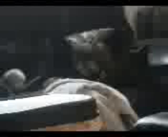 Ashira and Tigra playing