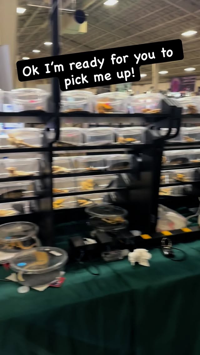 Hey y’all. Come out to Del Mar for the #delmarreptileexpo and visit #marvelmorphs for your gecko needs. This guy is waiting for you!