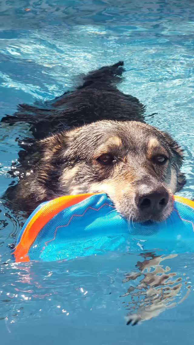We love our dogs at the Benchmark Apartments! Got a pup? No problem, we are pet friendly! So don’t skip a beat and hit that apply button today!
#apartments #pool #dogs #pets #poolparty