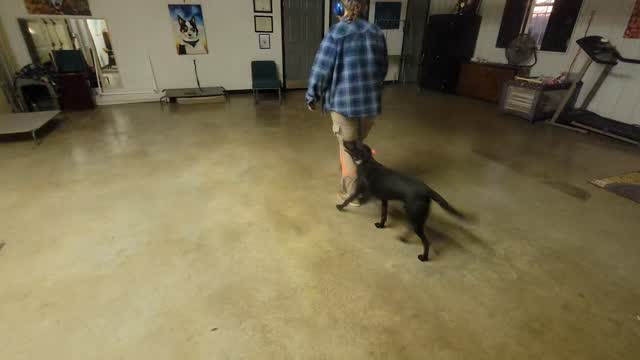 A little work with Annie!