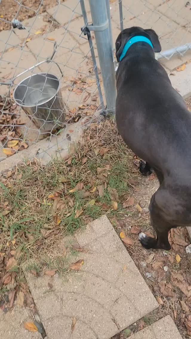 Harley goes for a little walk