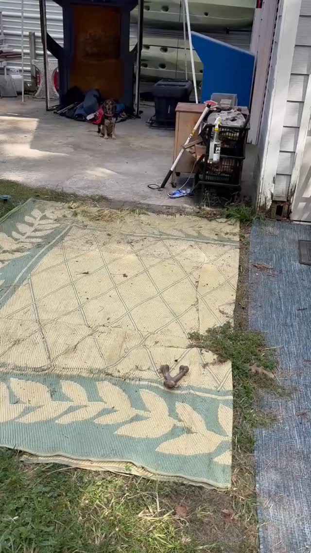 So proud of little Freddie! She started practicing nose work only about a month ago and she is already clearing her whole back yard with just a single "Search" command! Go Freddie and her family π!!
