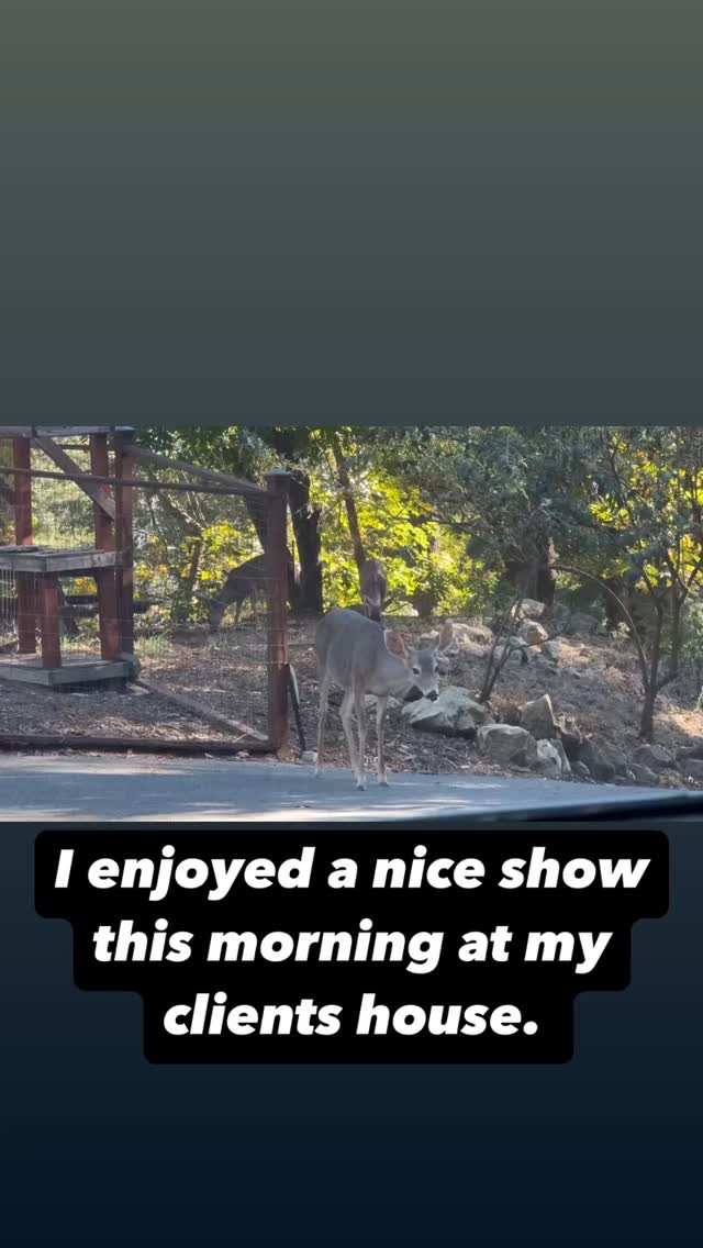 #landscapedesigner #californianativelandscape #californialandscapedesign