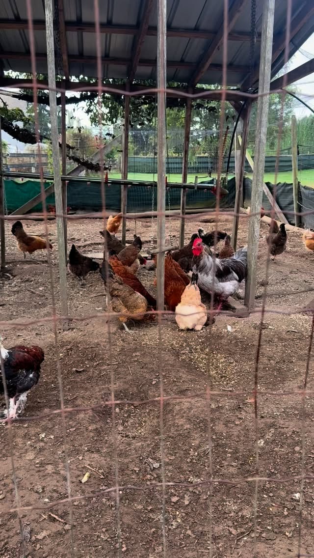 Good bye Miss Bovan !
Thank you for your affection, happiness and so many eggs!
#farmlife #chickens #chickenlife #bovan #egglayers