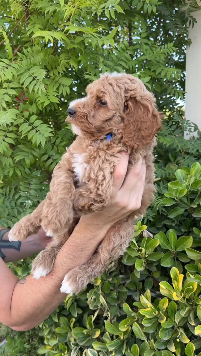 🎓🐾 Our little “university litter” has officially hit the 6-week mark! Time is flying, and these smart pups are learning fast.
🔹 Growth & Mobility: They’re running, climbing, and exploring with more confidence every day. Coordination is improving quickly!
🔹 Teething: Puppy teeth are fully in, which means they’re practicing chewing and nibbling—time for lots of safe chew toys.
🔹 Diet: They’ve transitioned from mama’s milk to eating puppy mush/kibble and are learning healthy eating routines.
🔹 Social Skills: Playtime is in full swing! Wrestling, wagging, and playful barks are helping them learn boundaries and communication.
🔹 Personalities Emerging: Each puppy is starting to show unique traits—some bold and adventurous, others more laid-back and cuddly.
These first weeks are crucial for building strong foundations in health, behavior, and confidence. We’re so proud of their progress and can’t wait to see what the next stage brings. 💙
✨ Exciting News! ✨
Puppy selection appointments begin tomorrow, and we have one surprise update: a family has transferred to a future litter, which means one puppy is now available for adoption! 🐶
If interested in adding one of these sweet babies to your family comment “PUPPY “ below, and I will send you our application. 🐾💗
#goldendoodlepuppies #minigoldendoodle #6weeksold #goldendoodlepuppy