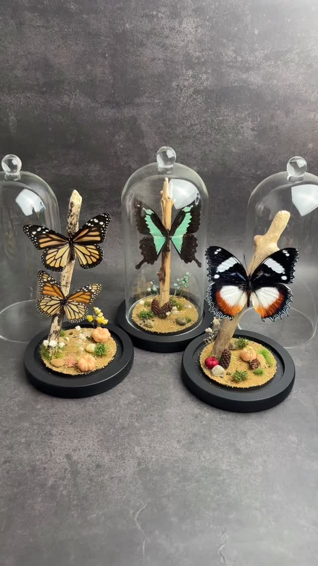 ✨ New In: Butterfly Domes ✨
Bring a touch of nature’s beauty into your home with our stunning butterfly domes, now available on the website! 🦋🌿
Each dome features a beautifully preserved butterfly displayed on natural wood with delicate details at the base — from moss to tiny florals — all protected under glass. Perfect for adding elegance to your décor or gifting to a nature lover.
🌼 Handcrafted with care
🦋 Sustainably sourced specimens
🌍 Unique, one-of-a-kind displays
Tap the link in our bio to shop the collection and bring home your own piece of natural wonder today! 💫
#ButterflyDome #NaturalDecor #CuriosityCabinet #BotanicalStyle #homedecor