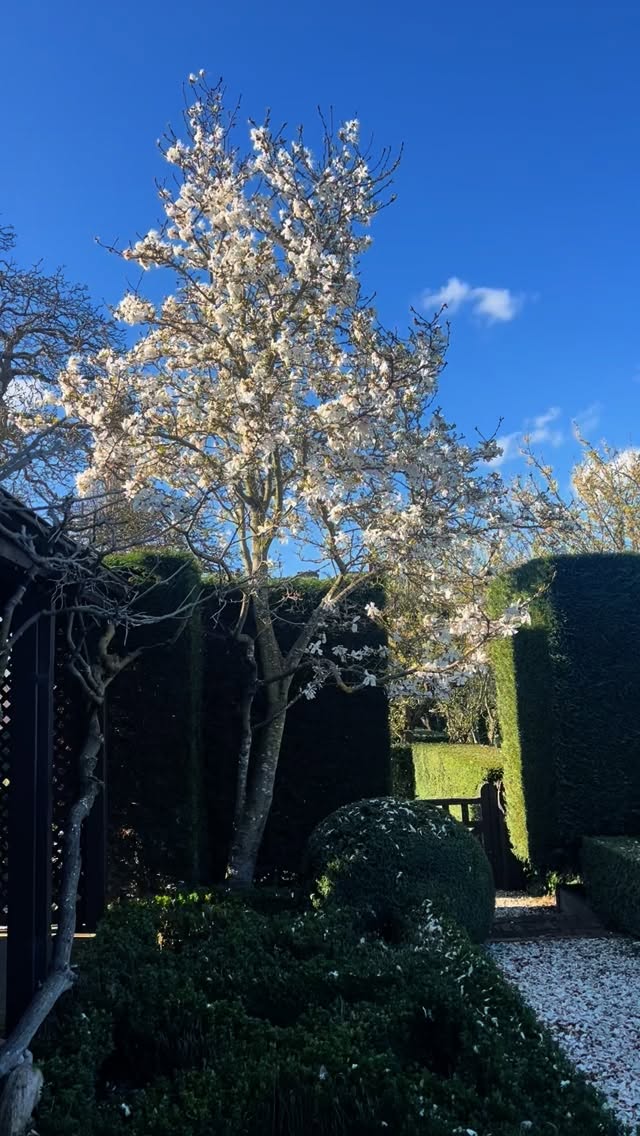 Our Magnolia looking magnificent!
Booking enquiries via our website or @airbnb
@visitmacedonranges
@piperstkyneton
@nationaltrustvic
#kyneton
#kynetonaccommodation
#oldrectory
#oldrectorygarden
#magnolia
#spring