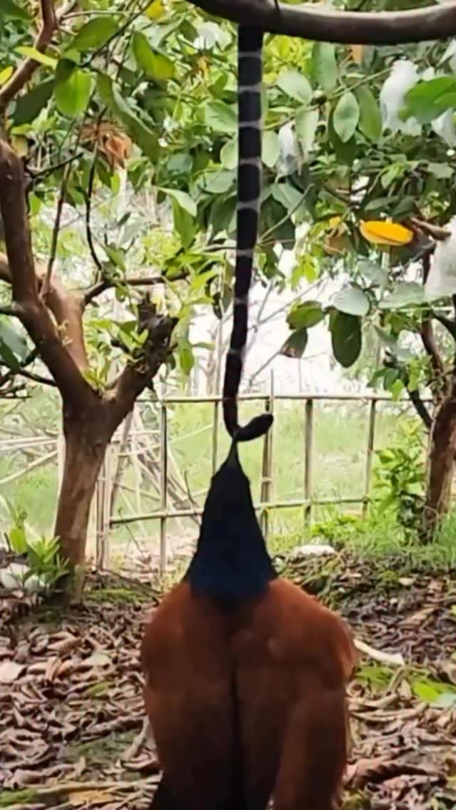 La naturaleza y sus cosas!!! Siempre hay espacio para la evolución de las especies. #fundacionvivarium #preservandovidas #snake #serpientes #venezuela #