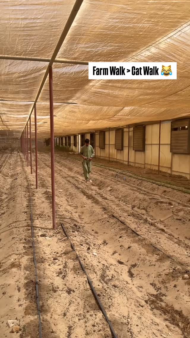 Walking in the sand = leg day everyday. Walking around in soft desert sand, planting and tending rows in the heat - that’s how you get real strength (and some serious calves).
The kurta / pyjama may look breezy but it’s tough work. Farming is equal parts tradition, grit, full-body and mind workout. Save this for when you feel like complaining about leg day 🙌🏼😂
Think you can handle farm cardio? Comment below.
#aranyafarms #farmstrong #desertfarming #nogymneeded #legdayeveryday #farmlife