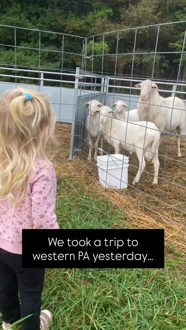Check out the newest additions!
We are taking name suggestions for the ladies!
#familyfarm #pastureraised #sheep