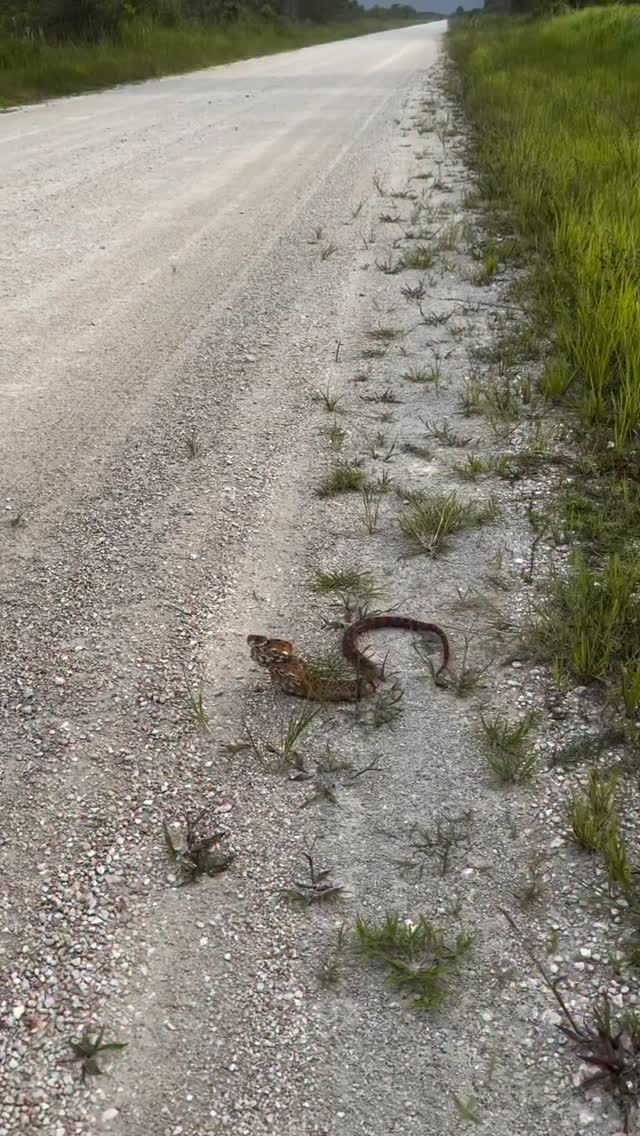 La naturaleza tiene diferentes maneras de defenderse, aquí demuestra su imponencia y agresividad sin tener un veneno nocivo. #fundacionvivarium #snake #serpientes #quehagosimemuerdeunaculebra #venezuela