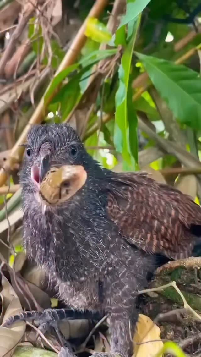A veces el depreda es la presa!! #fundacionvivarium #snake #preservandovidas #serpientes #venezuela
