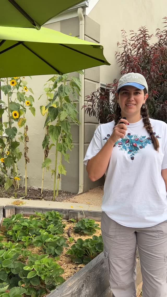 The hot season is still going strong in Southern California (even with a few cloudy days!), so here are our summer watering tips to help you navigate keeping your garden thriving in the heat! 🌱💧
.
.
.
#irrigation #communitygarden #wateringplants #gardentips #communitygardening
