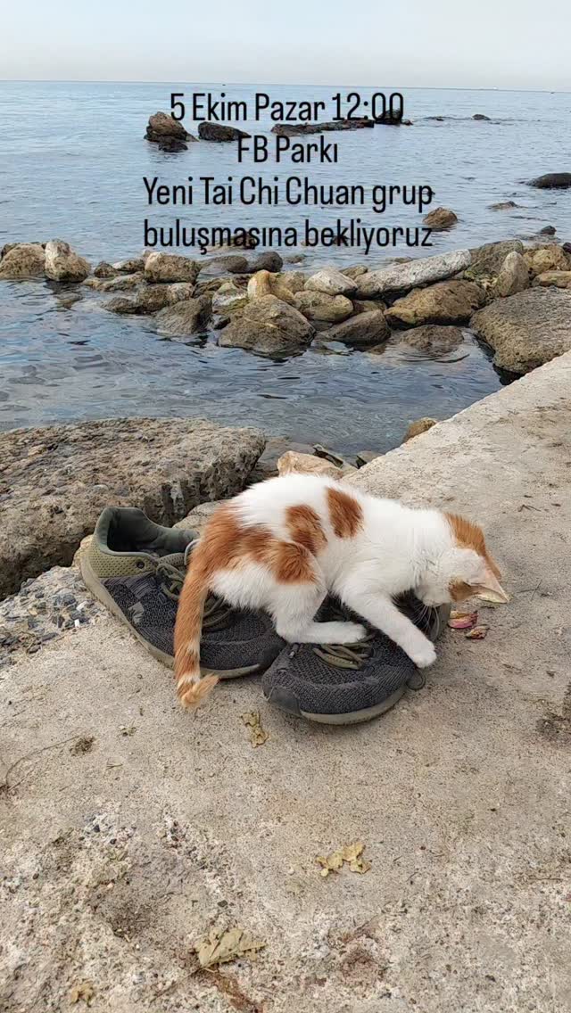 Bugün de böyle😻
5 Ekim Pazar 12:00, Taichi sezon çalışmamız yeni grup ile başlayacak. Geçenlerde (iki gönderi öncesi) duyurusunu yapmıştım.
Bu çalışmaya katılmak isteyenlerden basit bir ricam oluyor.; sonraki iletişimleri kolaylaştırmak için profildeki adresi ziyaret ederek, iletişim kutusuna telefon, e-posta adresi bırakmak. Gelen sorular o kadar ortak ki, bunlara e-posta ile toplu mesaj veriyorum. Ancak çoğu kere duyuru metni okunmadan, "bilgi lütfen" ya da " Ücreti nedir? " gibi yazanlar oluyor.
Hani içimde kalmasın dedim. ☺
Evet, biz bunu planladık, hayat başka plan yapmaz umarım ve güçlü, güzel dostluklara başlangiç olacak bir yeni taichi grubu kurarız o gün.
5 Ekim Pazar, 12:00 ( biraz erken gelin)
Fenerbahçesi Parkı, bostan yanındaki tarihi duvar kalıntısı üzerindeki alan.
Çay bardağınız yanınızda olsun. Plastik kaplı, kağıt bardağa kalmayın.
Herkese güzel bir gün dilerim.
Süha Ertekin
#taichi #yangatil #tao #sağlık #meditasyon