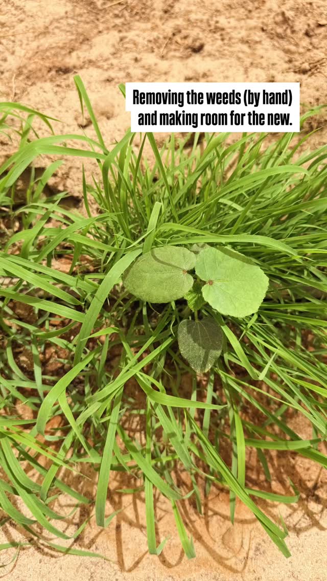 Removing what doesn’t belong so the new plants can thrive 🌱 On our farm it looks like pulling weeds by hand, but it’s the same lesson Navratri brings - clear the path, nurture the good, and watch life flourish. What’s one thing you’re making room for this season?