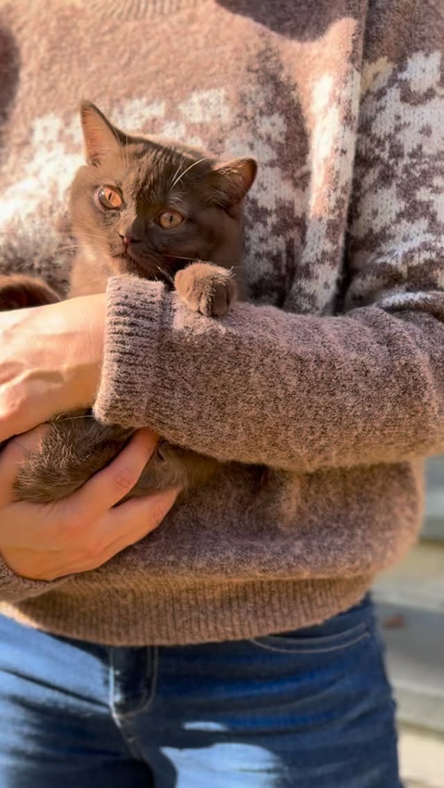 My little girl with owl eyes 🍂 🦉
.
FOLLOW here @newenglandbrits 🦭
.
.
.
#britishshorthaircat #britishshorthairkitten #catstagram #instacatfluencer #catsofboston #catsoftheworld #cutebritishshorthairs #allmeowphotos #instacatofficial #instacat_meows #happyfelines #catscollective #meowfeature #featurecats_insta #treehouselife #aworldforcats #all_animals_addiction #bestmeow #bearcub #bostoncats #chocolate #brownbear #autumnvibes🍁 #owleyes #owl