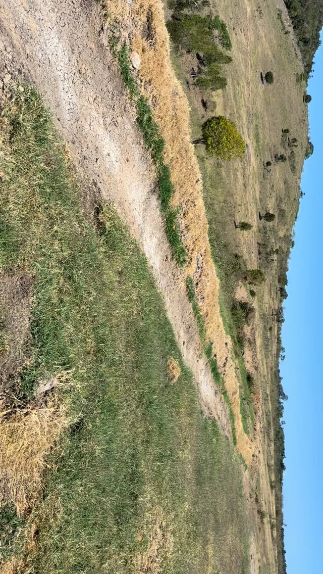 Growth response from pumping out an old dam into a contour high up in the landscape in QLD. @tarwynparktraining