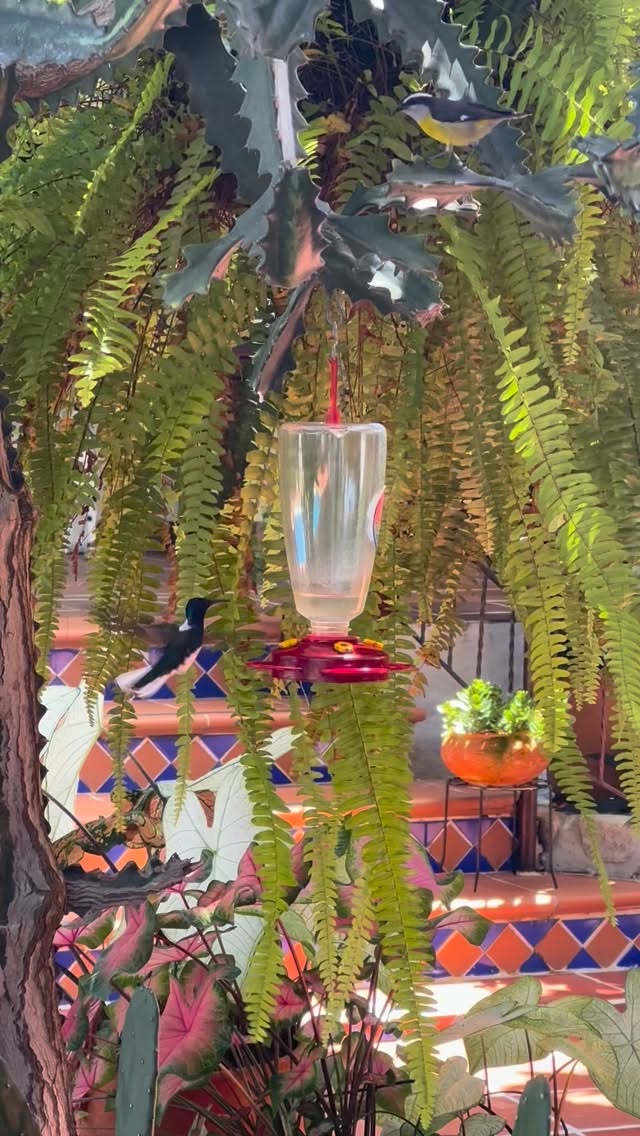 Una escena que resume lo que somos: armonía y vida. Aquí, hasta los más pequeños disfrutan del paraíso a su manera 🌺🍃🌈
.
.
.
.
#riverahuila #colombia #vacaciones #trip #riverahuilacolombia #neiva #hotel #huilamágico #turismoruralsostenible