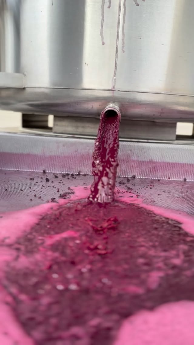 We have a soft spot for Cabernet Franc.
It’s one of those varieties that keeps us curious and it grows beautifully on Red Mountain.
We farm Cab Franc at our estate vineyard and since we can’t get enough, we source it from two other close by vineyards on Red Mountain. You’ll find Red Mountain Cabernet Franc woven into five of our wines:
🍷 Estate Cabernet Franc
🍷 Persistent Estate Blend
🍷 Punctual Blend
🍷 Red Mountain Cabernet Franc (from our neighbors’ vineyards)
🍷 Reserve Blend (just a touch for lift and finesse)
From fresh and fruit driven, with great oak, to structured and bold, Cab Franc is the quiet hero in our lineup and one we absolutely love working with.
Get reacquainted (or introduced) to this great wine.
Find Cabernet Franc online, DM us or visit our tasting room. We are open daily Noon to 5pm.
#FrichetteWinery #FrichetteFan #RedMountainAVA #CabernetFranc #EstateGrown #WashingtonWine #DrinkRedMountain #FrichetteEstateVineyard