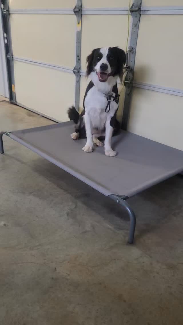 First introduction between Ilex and Vicente!