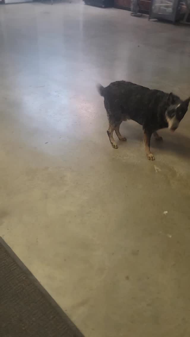 Sister and Barsa checking in after a long day out in perfect weather 😍