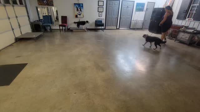 Second introduction between Ilex and Vicente!