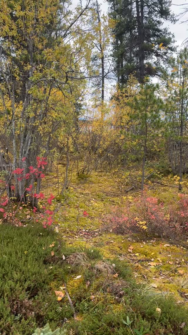 When you’re not seeing much, somethings are nice to have!
#wildplaceadventures #bringingthewildhome #moosehunting #huntingluxury #hardlivin