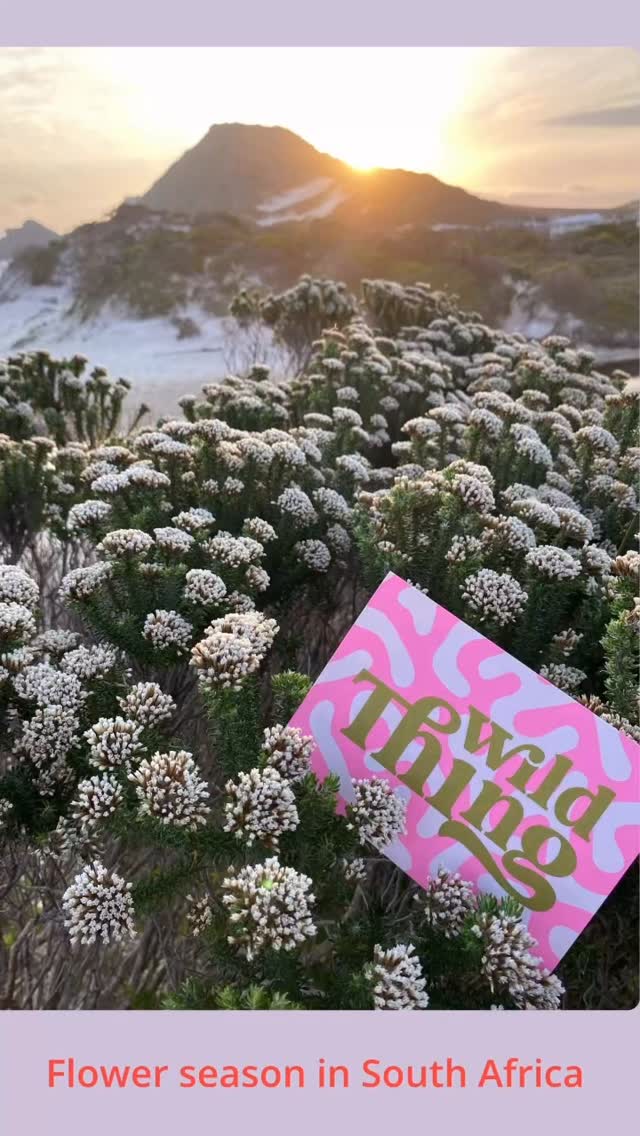 Flower season in South Africa 🌸
The wild is in full bloom — and so are we.
There’s something magical about seeing nature come alive again — a reminder that we, too, can blossom in our own time, in our own way.
Here’s to color, growth, and a little wildness.
#WildStar
#DreamPlanShine
#PlannerCommunity
#PlanInStyle
#OrganizeYourLife
#StationeryAddict
#FocusOnWhatMatters
#CalmMind
#CreativePlanning
#bolddesigns
#southafrica
#southafricavibes
#flowerseason
#adventurelifestyle