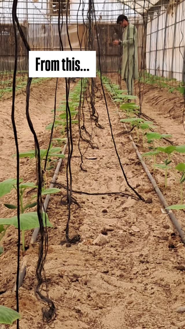It’s been a long hard summer but there has been progress in the last few weeks! We grow cucumber year round but it’s always nice to pick up the pace as the weather cools down (a bit) 🙌🏼🫶🏼✌🏼🥰