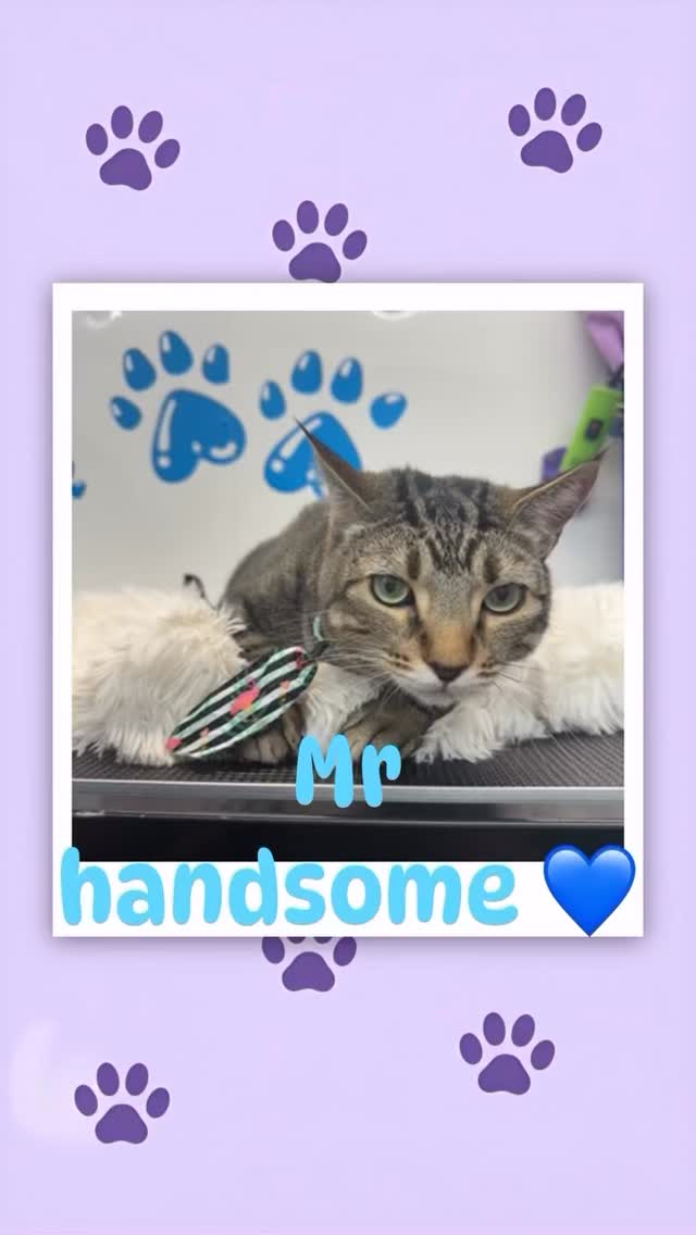 What a handsome little cat! ๐ฑ๐
#818valley #lovedogs #doggrooming #sanfernandovalleydogs #fluffypawsgrooming #cutedogs #grooming #sanfernandovalley #womeninbusiness #818 #mobiledoggrooming #lovecats #cat #tabbycats #catgrooming #cutecat